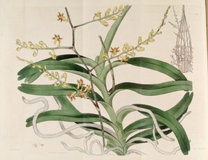 Illustration de Cleisostoma paniculatum (comme syn. Aerides paniculata) - Sydenham Teast Edwards